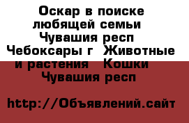 Оскар в поиске любящей семьи - Чувашия респ., Чебоксары г. Животные и растения » Кошки   . Чувашия респ.